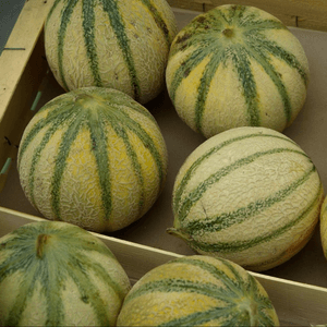 Melon charentais 🍈
🔥 PRIX COÛTANT 🔥